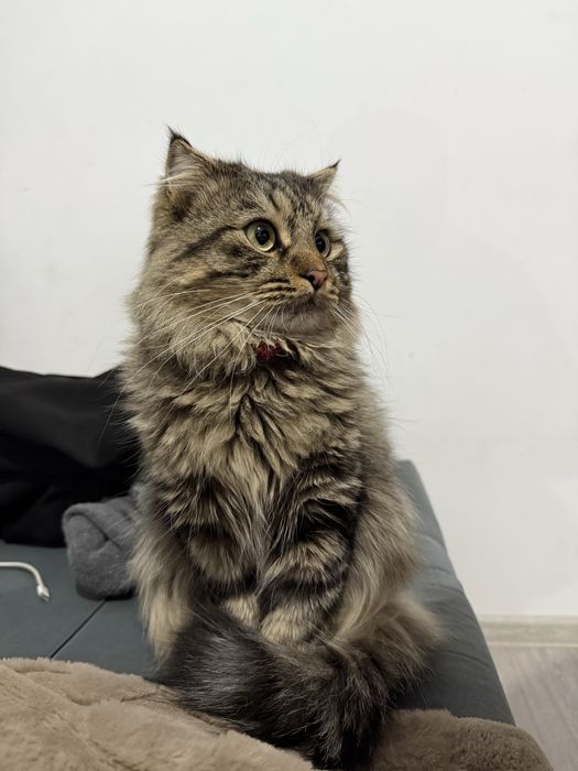 Отдам кота в добрые руки