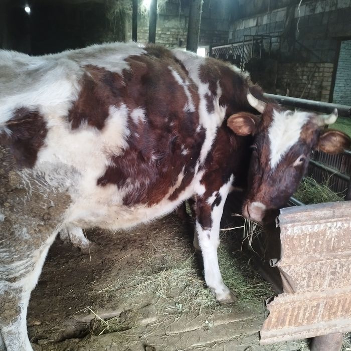 Продам две коровы и тёлочку