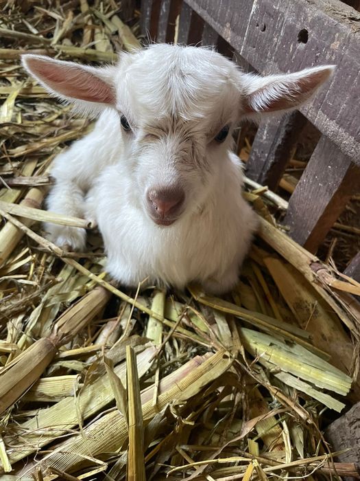 Vand 5 capre, 4 sanen si una carpatina