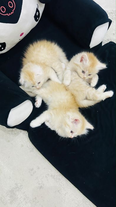 котята рыжие мальчики
