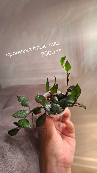Продам укорененные хойи