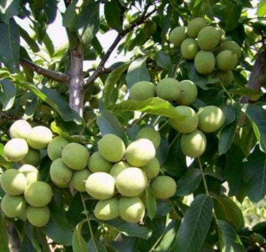 Vand puieti de nuci altoit i soiul românesc jupanesc