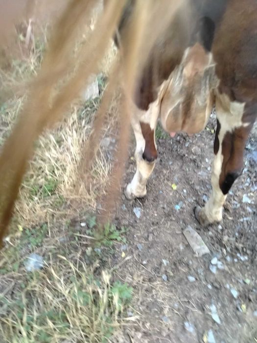 Vaca bălțată 6 ani