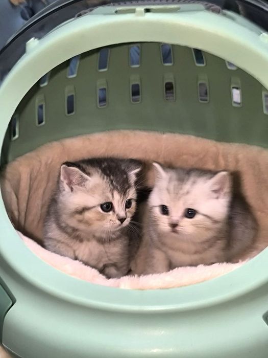 Элитный мальчик золотая шиншилла (британский тип)