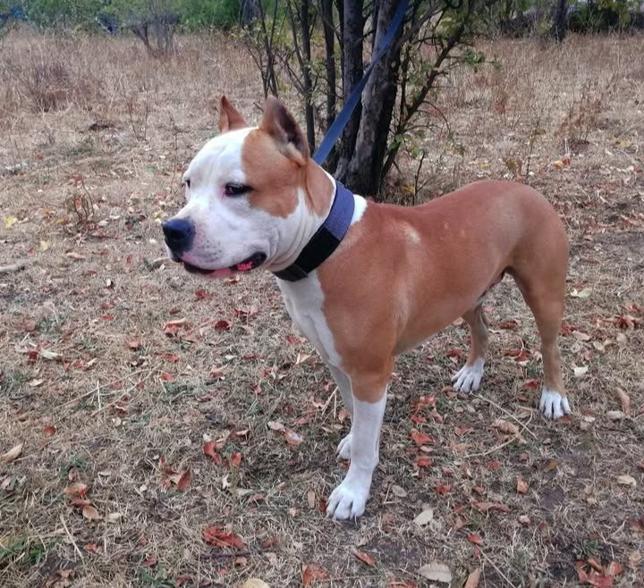 Стаффордширский терьер Кабель на вязку