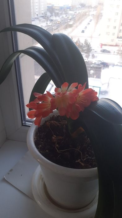 Цветы комнатные.