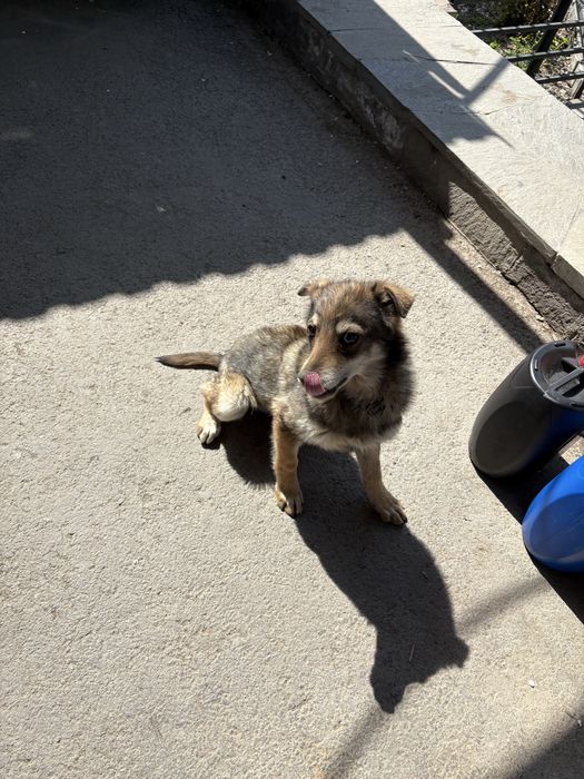 Отдам в хорошие руки щенка