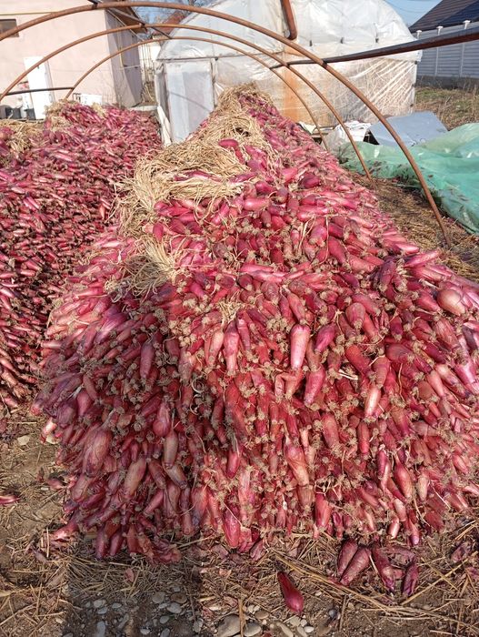 Ceapa de apa, de Buzau