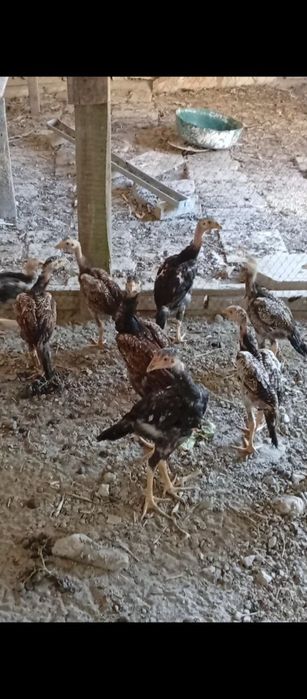 Сотилади кони тоза даканлар Манзил Бухоро