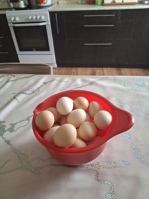 Свежие  домашние  яйца