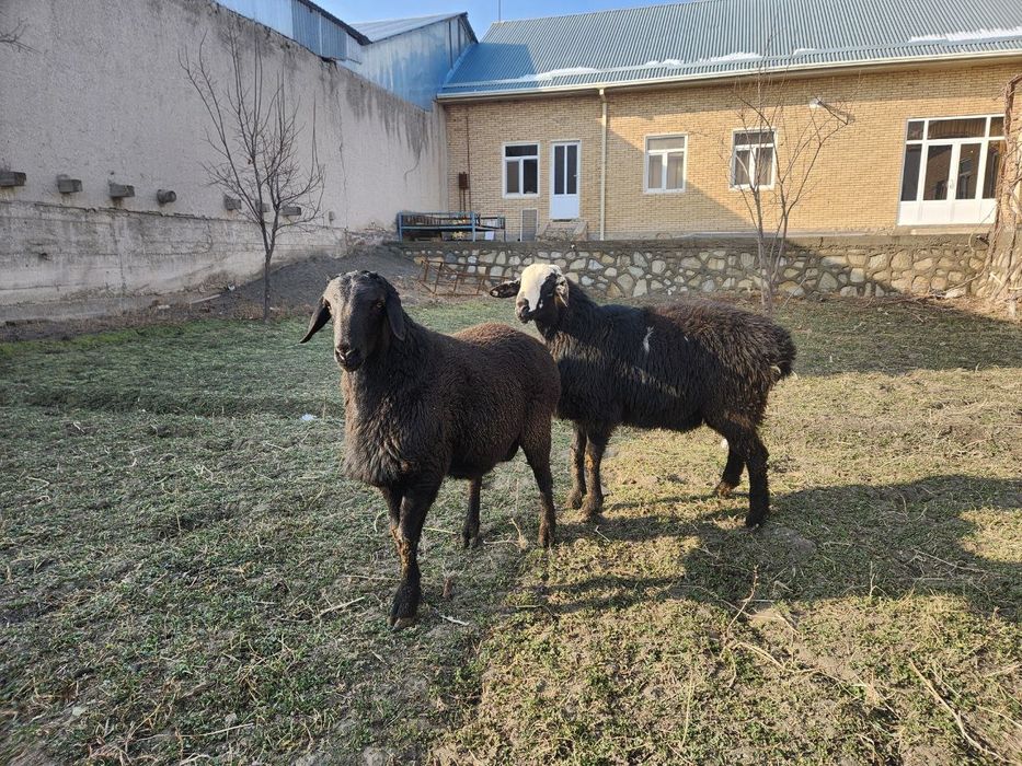 Кучкорлар сотилади