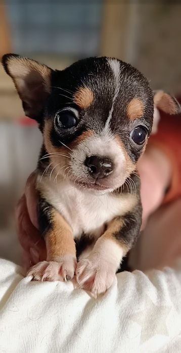 Чихуахуа сладки бебета