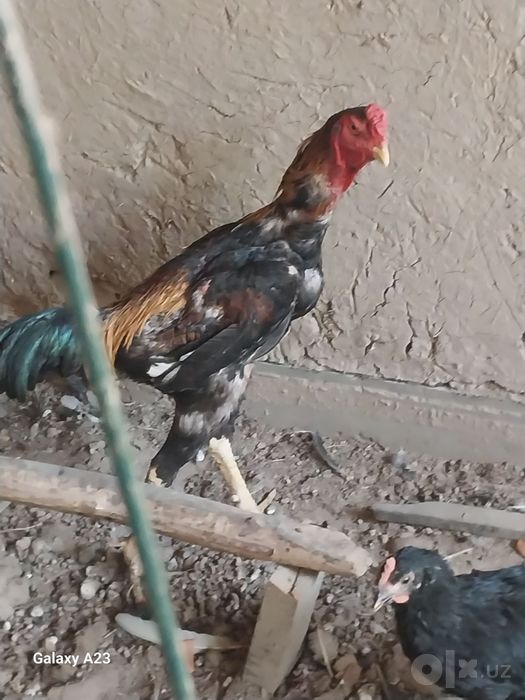 Dakan Horoz sotilad 1yoshli парода золотская