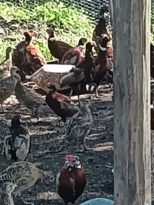 Fazani comuni de vanzare