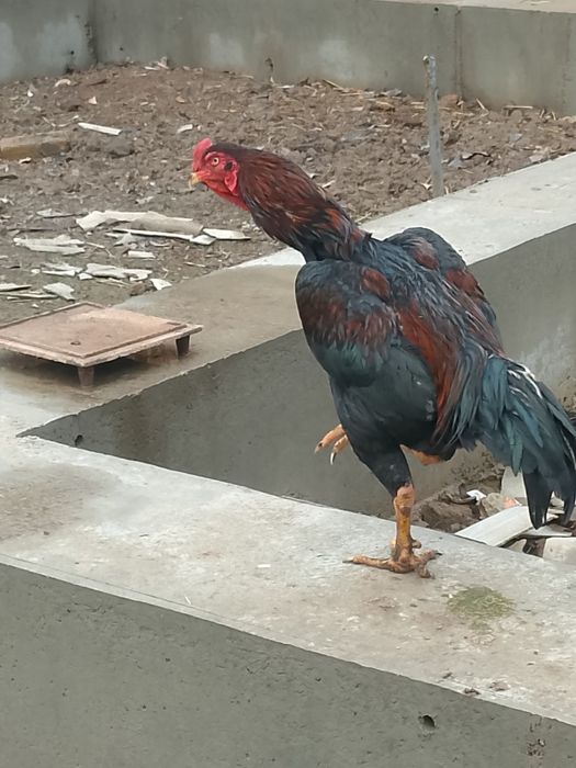 Дакан хороз сотилади кони тозза хали ойнамаган йошга толди манзил бука