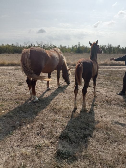 Mânz de vânzare de