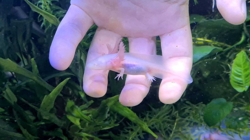 Vând pui AXOLOTL Albino – Salamandră Mexicană