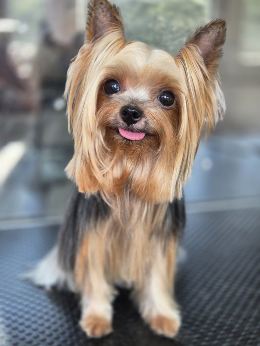 Frizerie canina Constanta