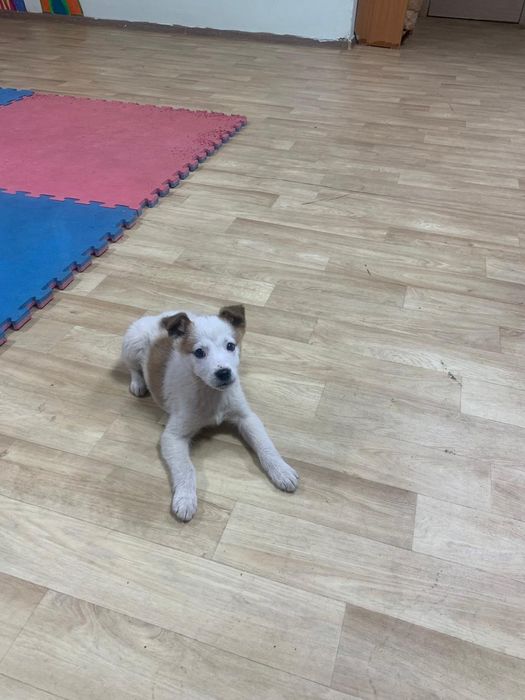 Мальчик. Звоночек. В добрые руки.