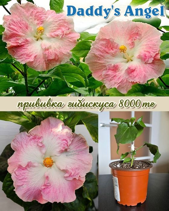 Продам сортовые гибискусы