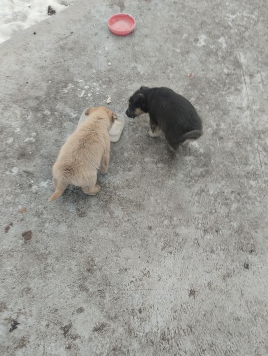 Щенки очень красивые