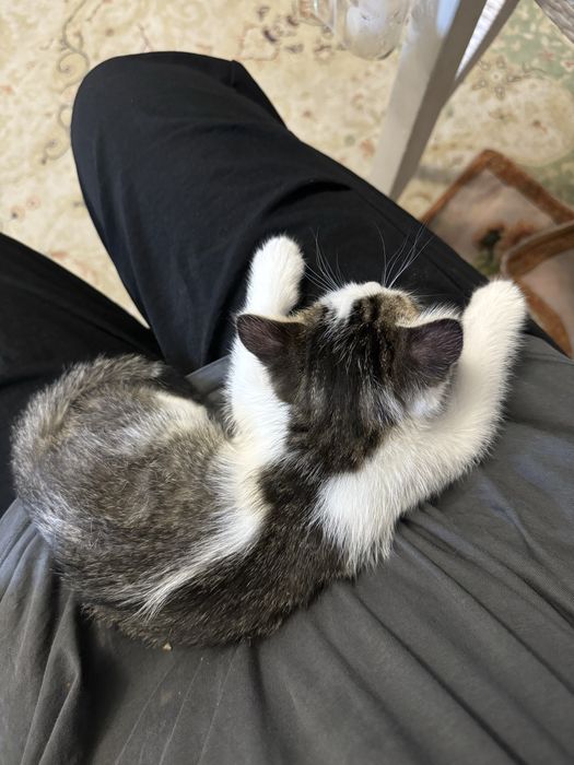 Отдам котенка в хорошие руки