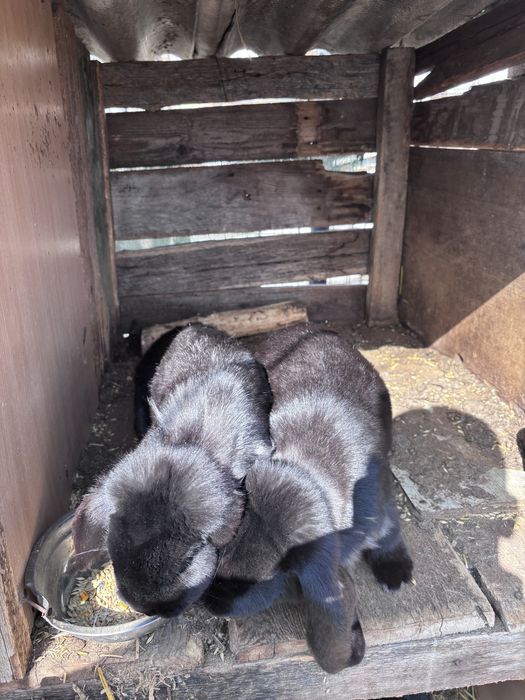 Femele berbec german