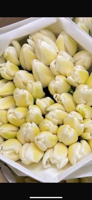 Тюльпаны оптом по Казахстану |от 360