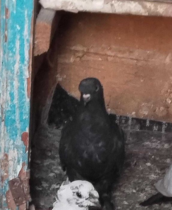 Продам голубей пароды Такла.