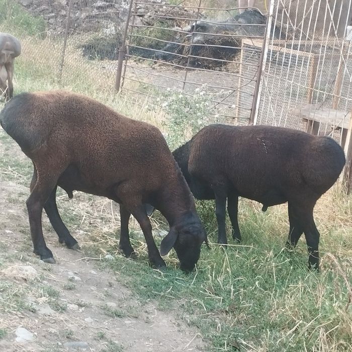 Кучкорла куйлар кузлар бор тогники