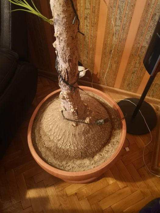 Палма Нолина(слонски крак)