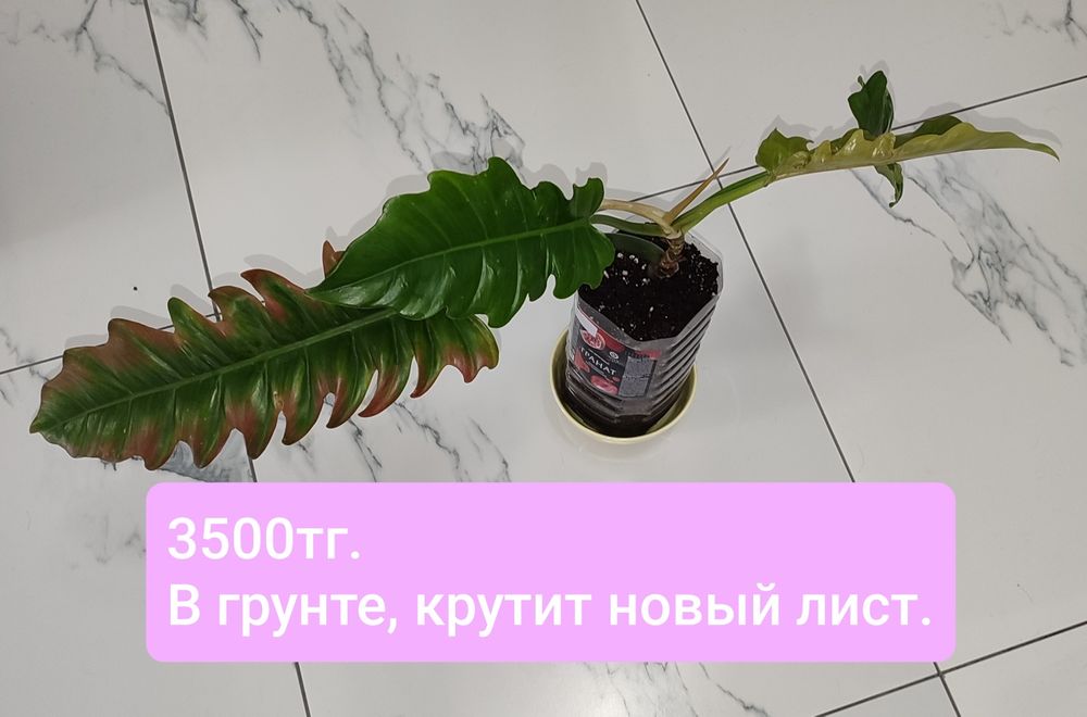Продам комнатные цветы.