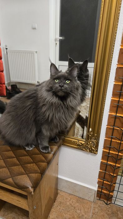 maine coon blue smoke