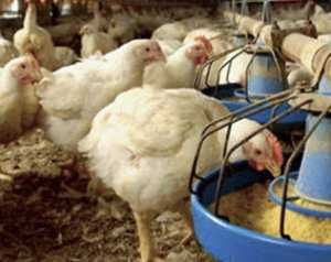 Комбикорм для суточных бройлеров Старт-7990 Рост-7880 
Финиш- 7770сум