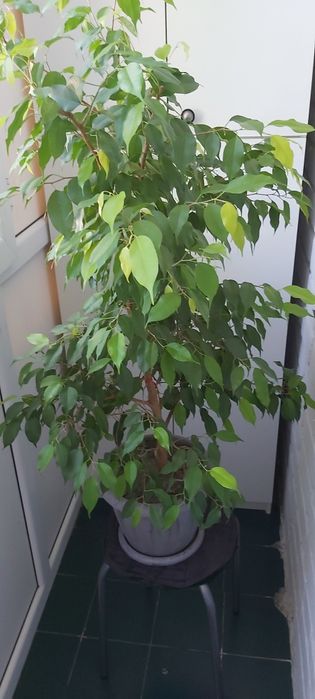 Продам фокус Бенджамина