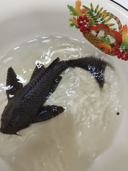 Продам или меняю сома птеригоплихт