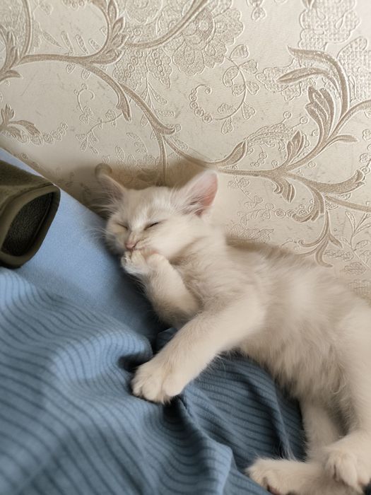 Пропала кошка белая