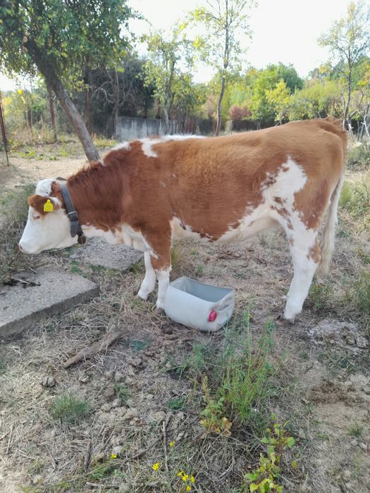 Vitea de vanzare