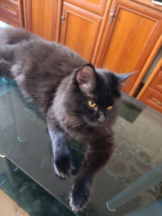 Отдам котят подростков.