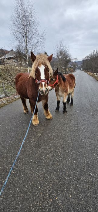 Vand Mânz 2 ani jumate