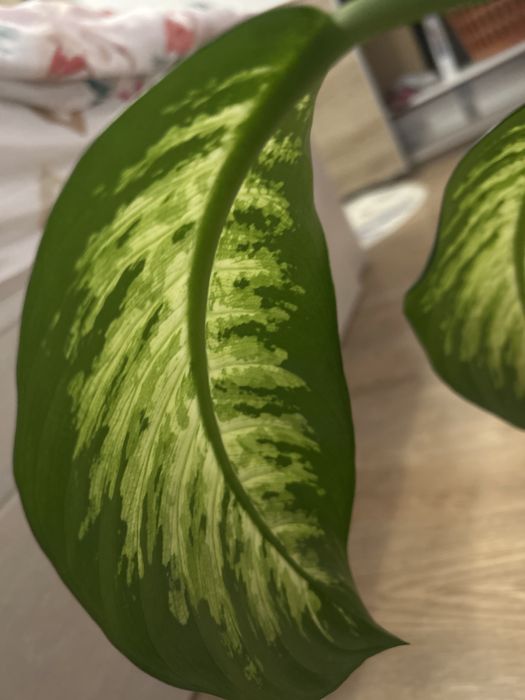 Vand planta de interior