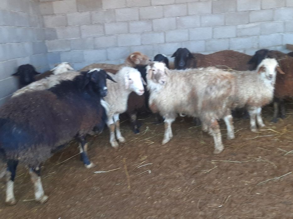 Қой, овцы, баран