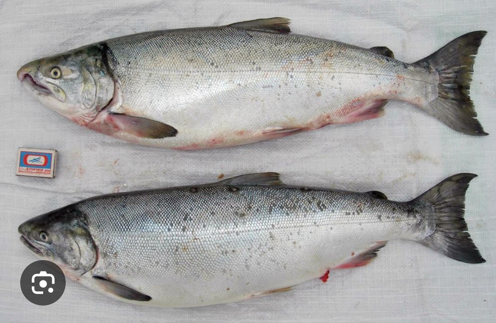 Рыба в ассортименте