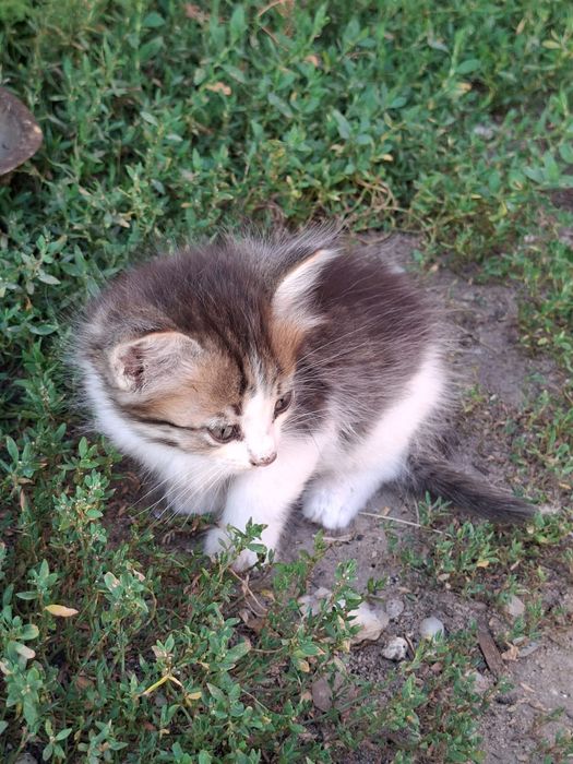 Отдам котят в добрые руки!