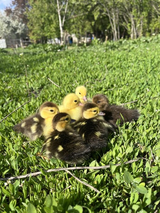 Vand boboci de o saptamana