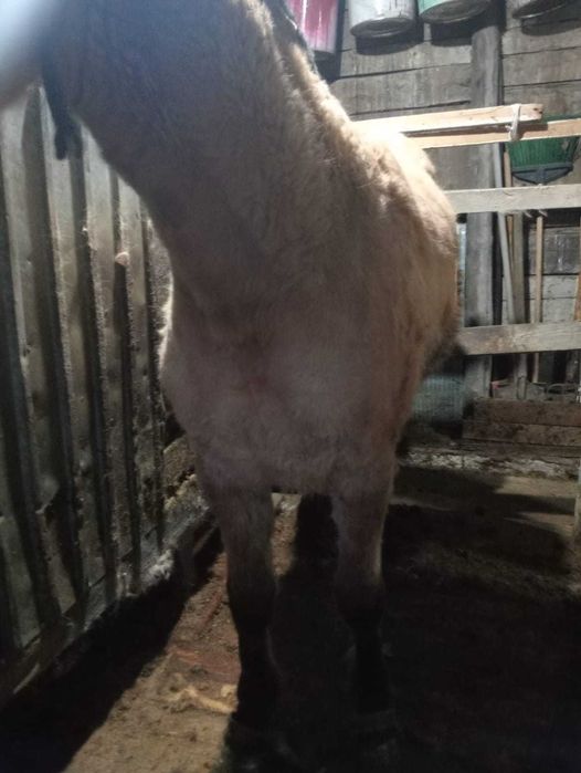 Продам тая 450000