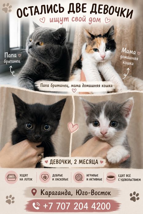 Котята полу британцы
