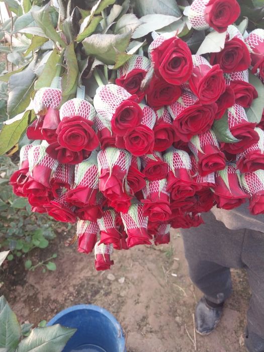 Роза 250 тг штук