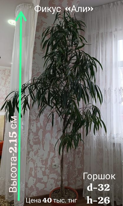 Продам фикус Бенджамина и  Али