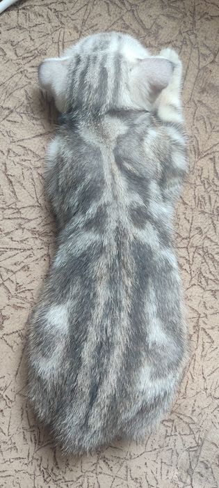 Продам котенка скотиш фолд